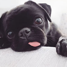 Carregar imagem no visualizador da galeria, Cão Adorável - 100% Diamantes (Kit Completo)
