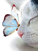 Gatinho e a Borboleta 2023/5 - 100% Diamantes (Quadrados) - Kit Completo - Pintura em Diamantes