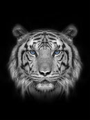 Tigre - 100% Diamantes (Kit Completo)