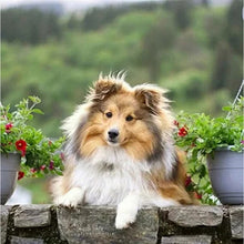 Carregar imagem no visualizador da galeria, Rough Collie (Lassie) - 100% Diamantes (Kit Completo)
