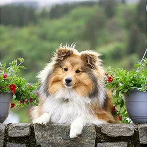 Rough Collie (Lassie) - 100% Diamantes (Kit Completo)