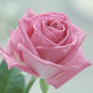 Flor Rosa - 100% Diamantes (Kit Completo)
