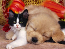 Carregar imagem no visualizador da galeria, Cão e Gato Amigos - 100% Diamantes (Kit Completo)
