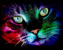Gato no Escuro - 100% Diamantes (Kit Completo)