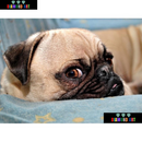 Pug - 100% Diamantes (Kit Completo)