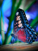 Borboleta Esplendorosa 5 - 100% Diamantes (Kit Completo) - Pintura com Diamantes