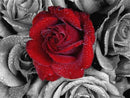Contraste Vermelho 12 - 100% Diamantes (Kit Completo)