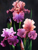 Flores 2023/4 - 100% Diamantes (Quadrado) - Kit Completo - Pintura com Diamantes