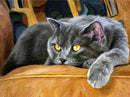 Gato Preguiçoso - 100% Diamantes (Kit Completo)