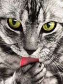 Gato Cinza - 100% Diamantes (Kit Completo)