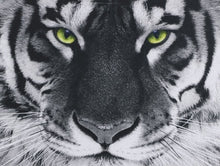 Carregar imagem no visualizador da galeria, Tigre-De-Bengala - 100% Diamantes (Kit Completo)
