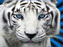 Tigre Branco - 100% Diamantes (Kit Completo)
