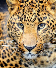 Carregar imagem no visualizador da galeria, Leopardo - 100% Diamantes (Kit Completo)
