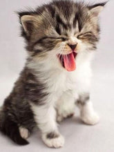 Carregar imagem no visualizador da galeria, Gatinho Manhoso - 100% Diamantes (Kit Completo)
