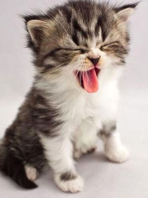Gatinho Manhoso - 100% Diamantes (Kit Completo)