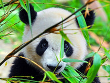 Carregar imagem no visualizador da galeria, Panda e as Folhas - 100% Diamantes (Kit Completo)

