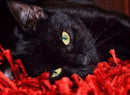Gato Preto - 100% Diamantes (Kit Completo)