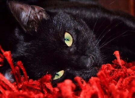 Gato Preto - 100% Diamantes (Kit Completo)